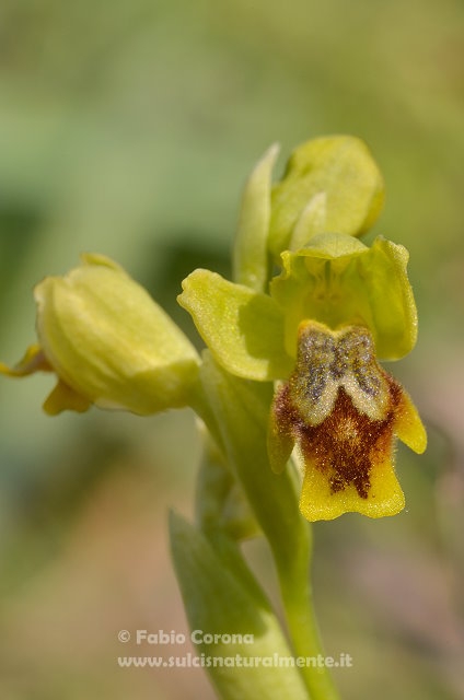 Ophrys da determinare